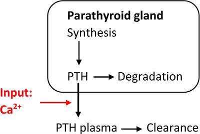 Mathematical Models of Parathyroid Gland Biology: Complexity and Clinical Use